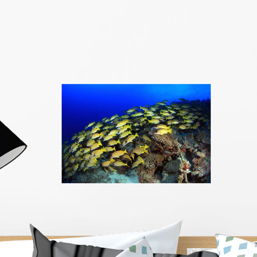Blue Stripe Snapper Coral