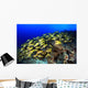 Blue Stripe Snapper Coral