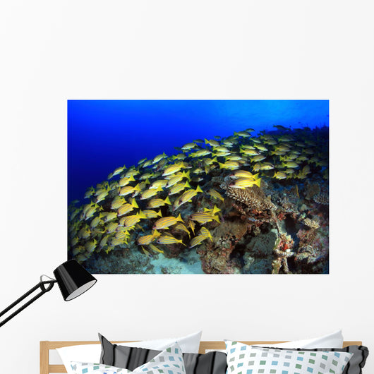 Blue Stripe Snapper Coral