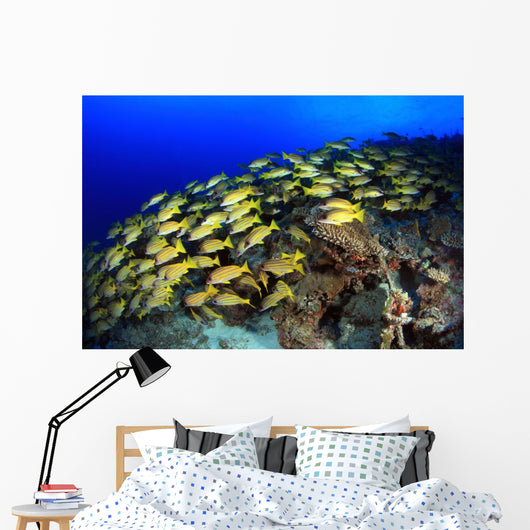 Blue Stripe Snapper Coral