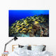 Blue Stripe Snapper Coral
