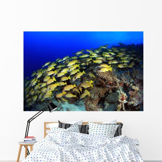 Blue Stripe Snapper Coral