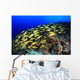 Blue Stripe Snapper Coral