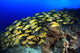Blue Stripe Snapper Coral