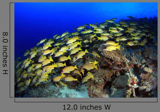 Blue Stripe Snapper Coral