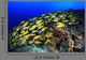 Blue Stripe Snapper Coral