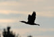 Cormorant in Flight Wall Mural