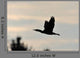 Cormorant in Flight Wall Mural