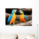 Couple Blue-and-yellow Macaws Ara