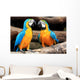 Couple Blue-and-yellow Macaws Ara