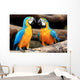 Couple Blue-and-yellow Macaws Ara