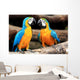 Couple Blue-and-yellow Macaws Ara