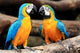 Couple Blue-and-yellow Macaws Ara