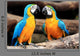 Couple Blue-and-yellow Macaws Ara