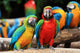 Couple Scarlet Macaw and