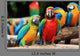 Couple Scarlet Macaw and