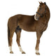 Horse Wall Decal