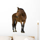 Horse Wall Decal