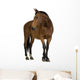 Horse Wall Decal