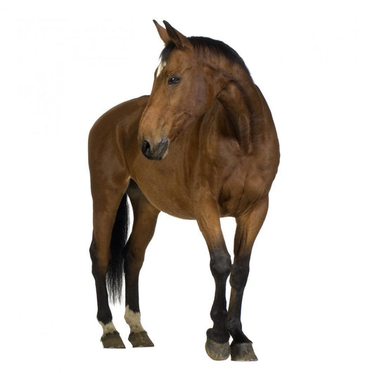 Horse Wall Decal