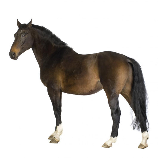 Horse Wall Decal