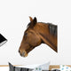 Brown Horse Head Wall Decal