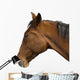 Brown Horse Head Wall Decal