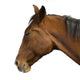 Brown Horse Head Wall Decal