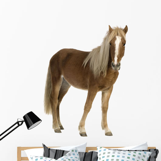 Shetland Pony 2 Years Wall Decal
