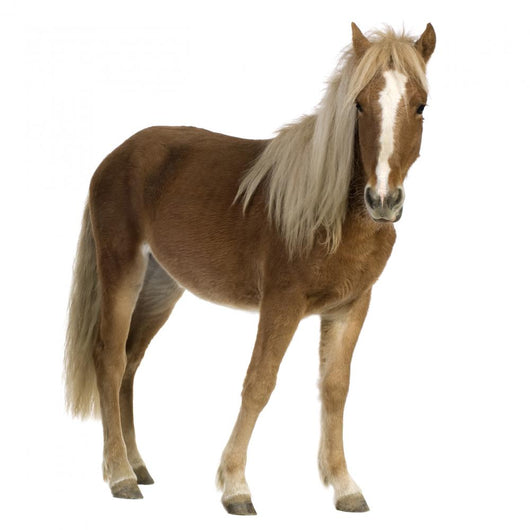 Shetland Pony 2 Years Wall Decal