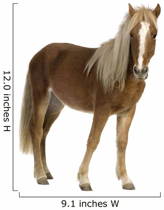 Shetland Pony 2 Years Wall Decal