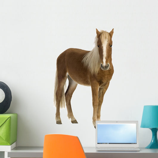Shetland pony (2 years) Wall Decal