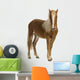 Shetland pony (2 years) Wall Decal