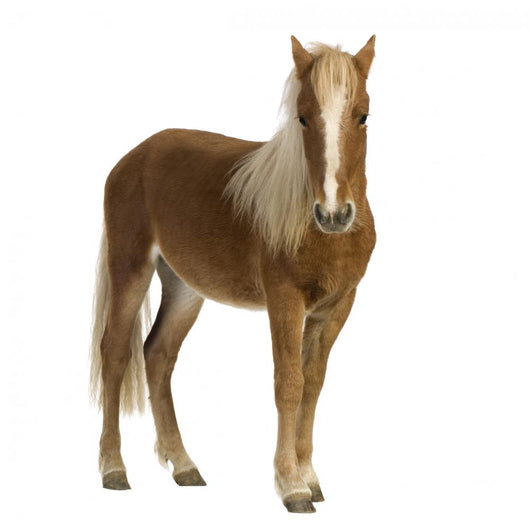 Shetland pony (2 years) Wall Decal