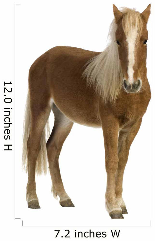 Shetland pony (2 years) Wall Decal