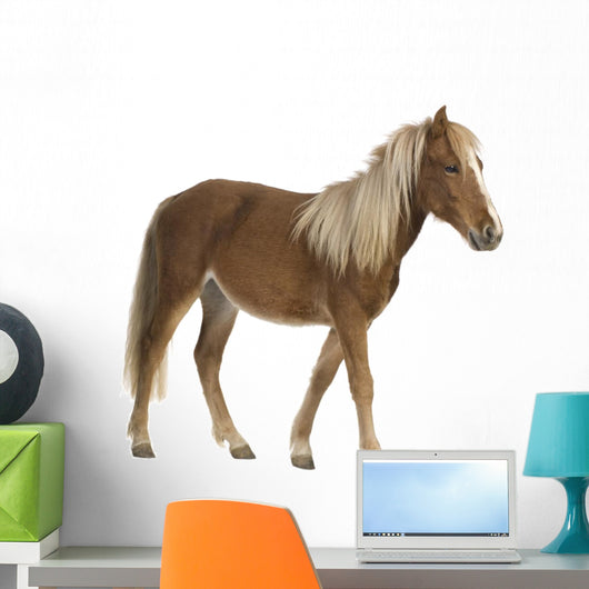 Shetland pony (2 years) Wall Decal
