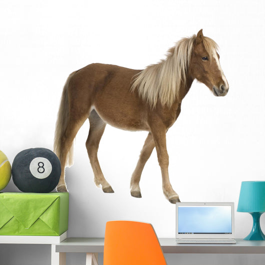 Shetland pony (2 years) Wall Decal