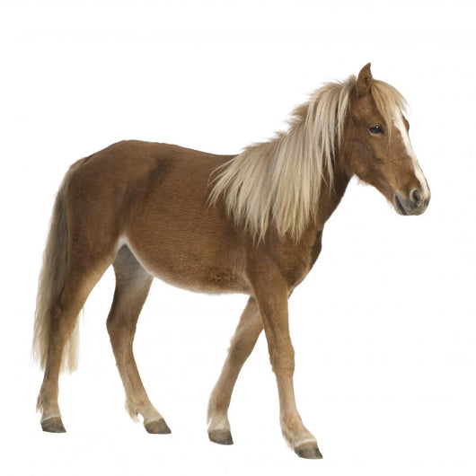 Shetland pony (2 years) Wall Decal