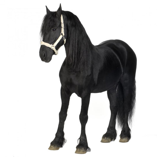 Friesian Horse Wall Decal