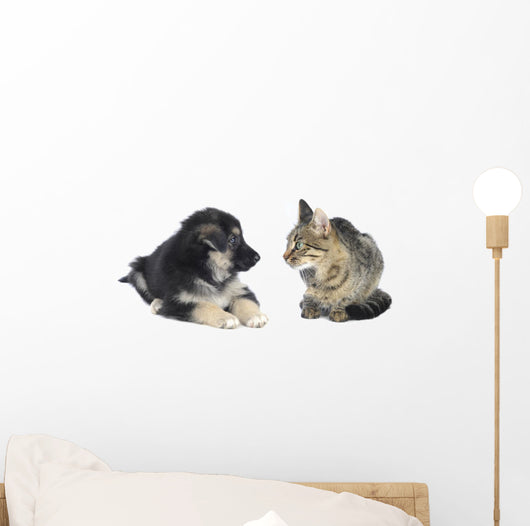 Cat and Dog
