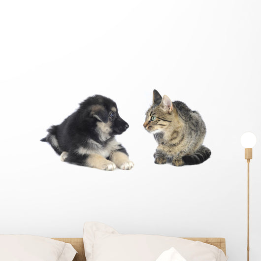 Cat and Dog