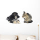 Cat and Dog