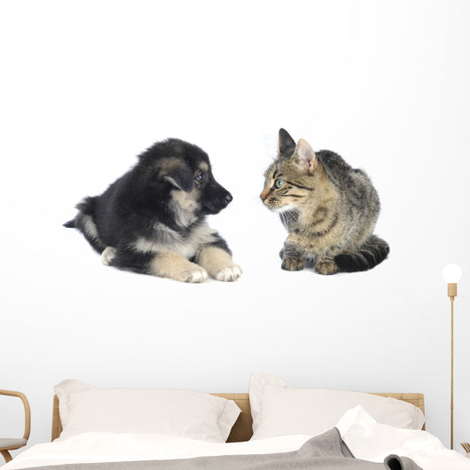 Cat and Dog