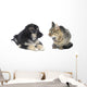 Cat and Dog