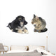 Cat and Dog