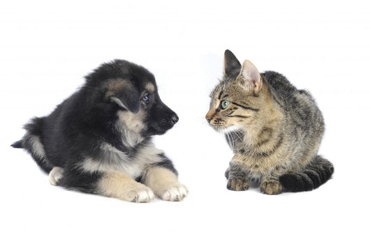 Cat and Dog
