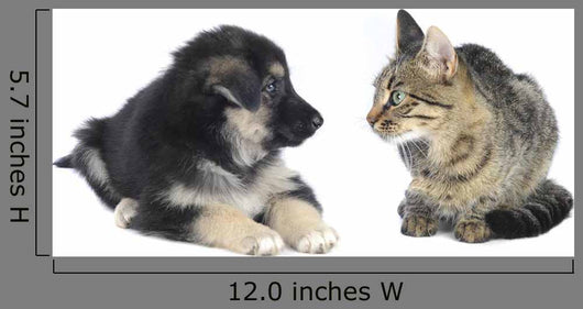 Cat and Dog
