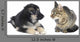 Cat and Dog