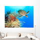 Turtle and coral Wall Mural