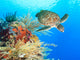 Turtle and coral Wall Mural